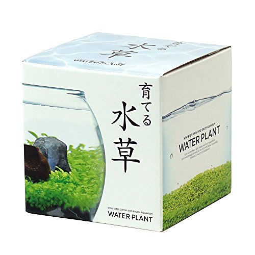 水草の種コレクション | のんサボ